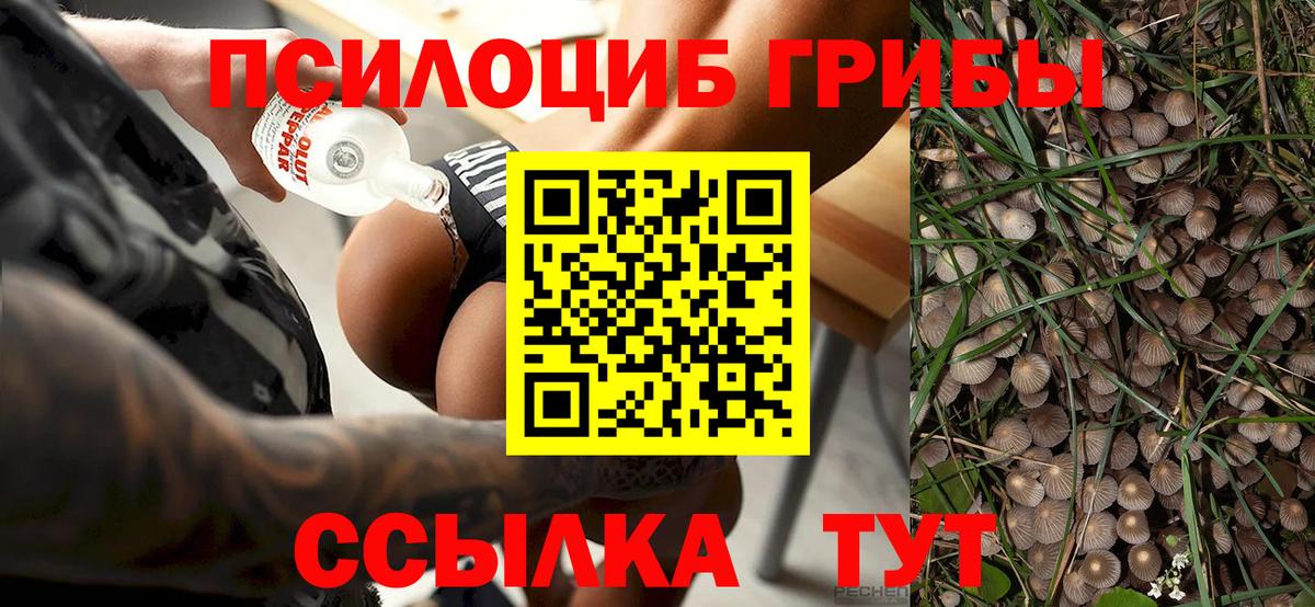 Псилоцибиновые грибы Cubensis Таганрог